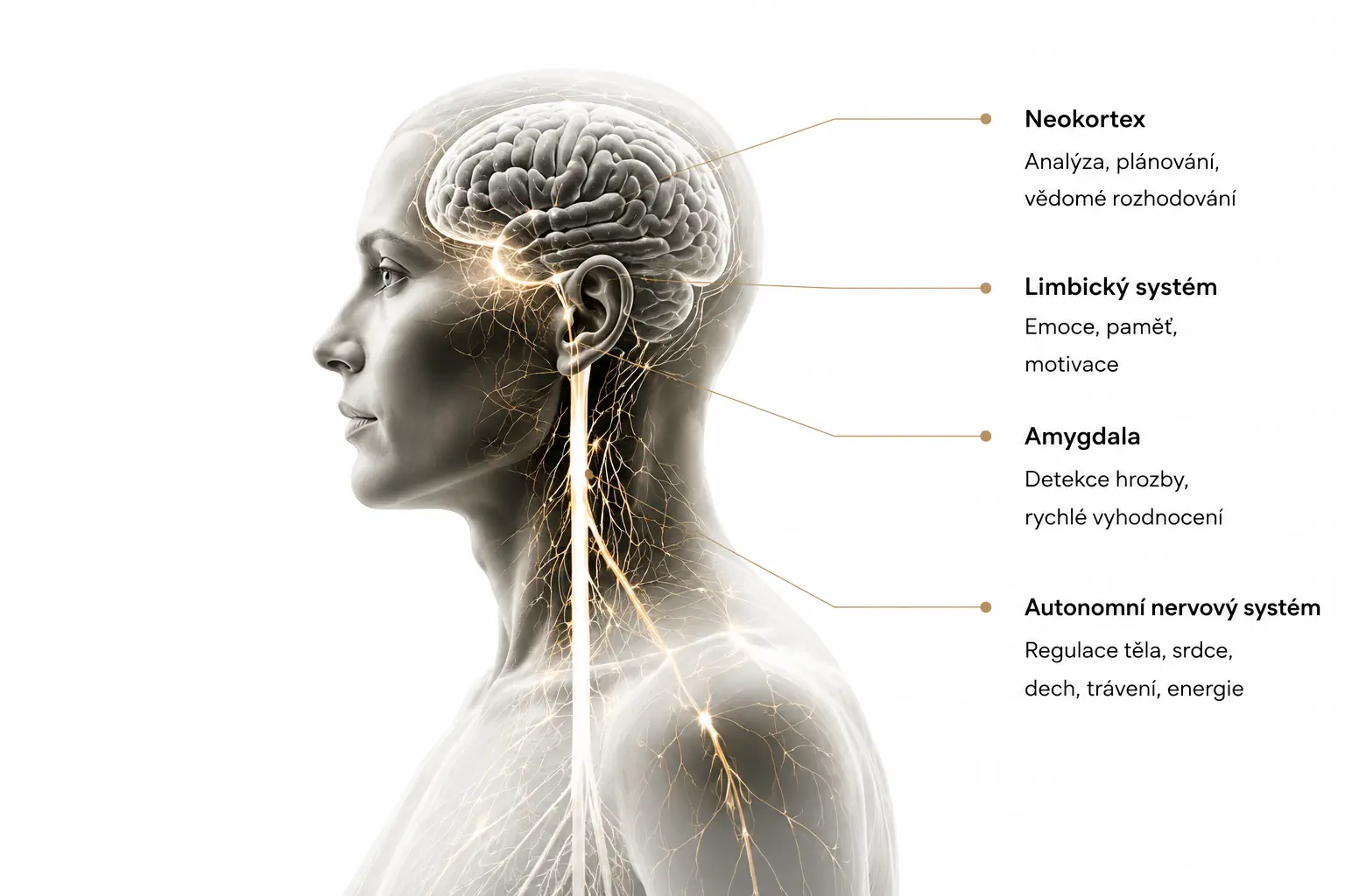 Neokortex, limbický systém, amygdala a autonomní nervový systém